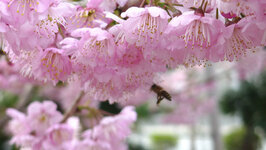 日赤前の椿寒桜