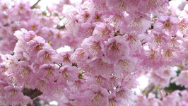 平成23年3月　南加記念ホール東側の桜