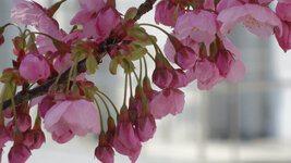 南加記念ホール横の桜２