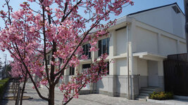 南加記念ホール横の桜