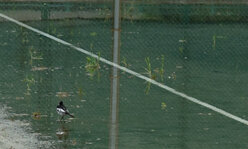 雨が溜まったテニスコートに鳥