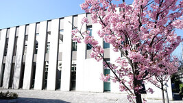 校友会館南側（南加記念ホール横）の桜
