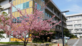 教育学部本館前　早咲き桜