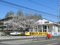 大学正門横の桜