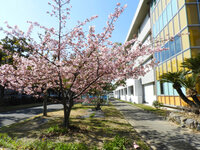 教育学部本館前　緋寒桜　咲きだしました