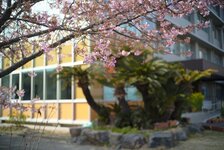 教育学部前　緋寒桜咲き始めました2022.2.28