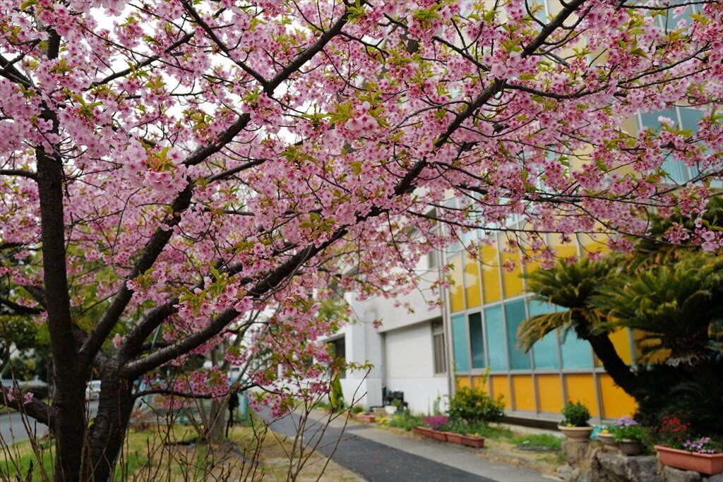 教育学部前の桜　満開です　2023.3.9